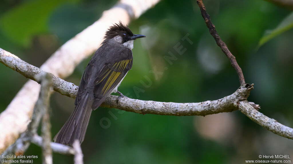 Bulbul à ailes vertes
