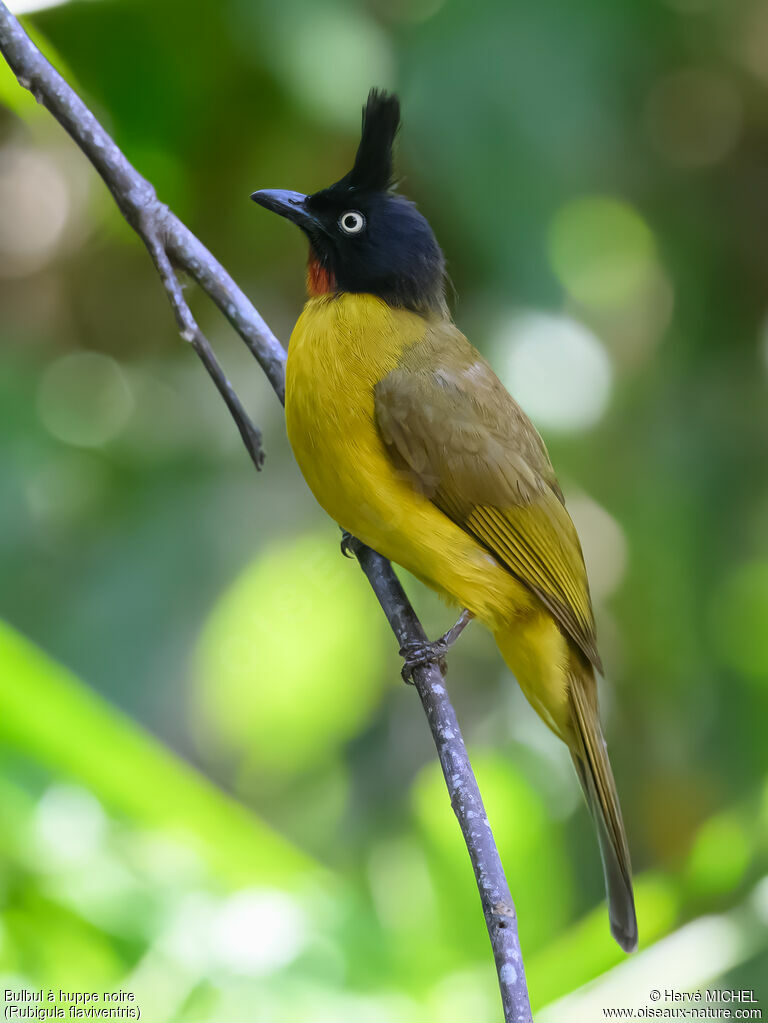 Bulbul à huppe noire