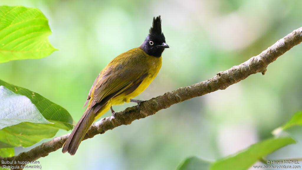 Bulbul à huppe noire