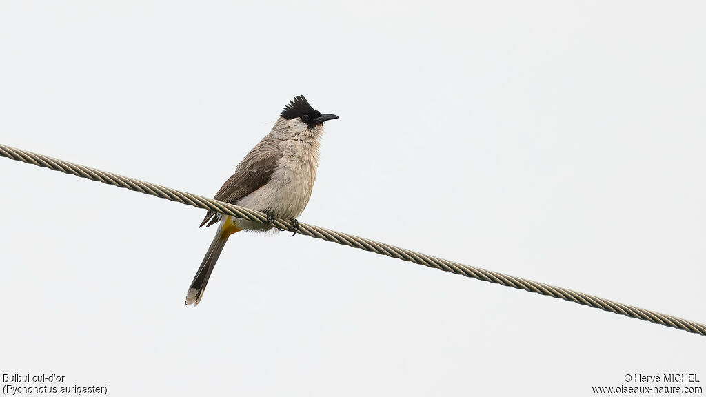 Bulbul cul-d'or