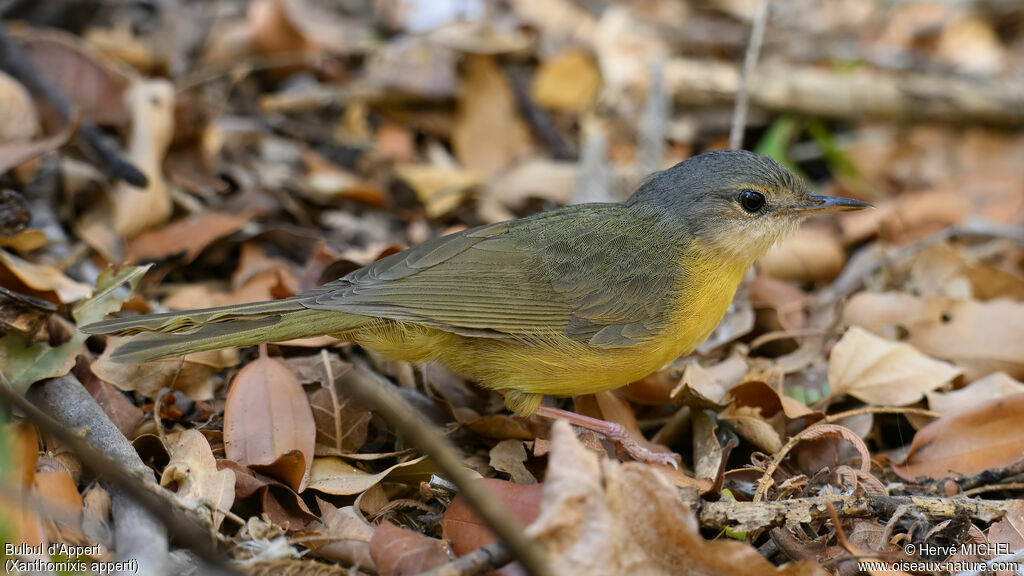 Bulbul d'Appert