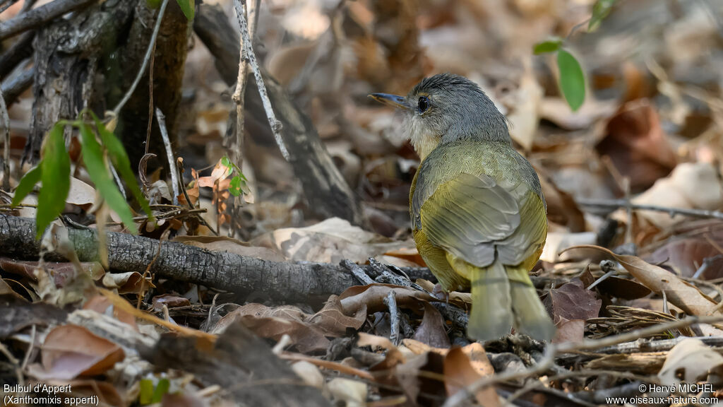 Bulbul d'Appert