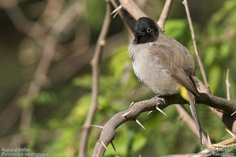 White-spectacled Bulbuladult, identification