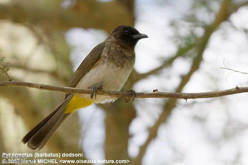 Bulbul de Dodsonadulte, identification