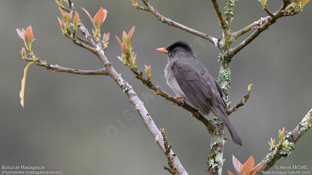 Malagasy Bulbul
