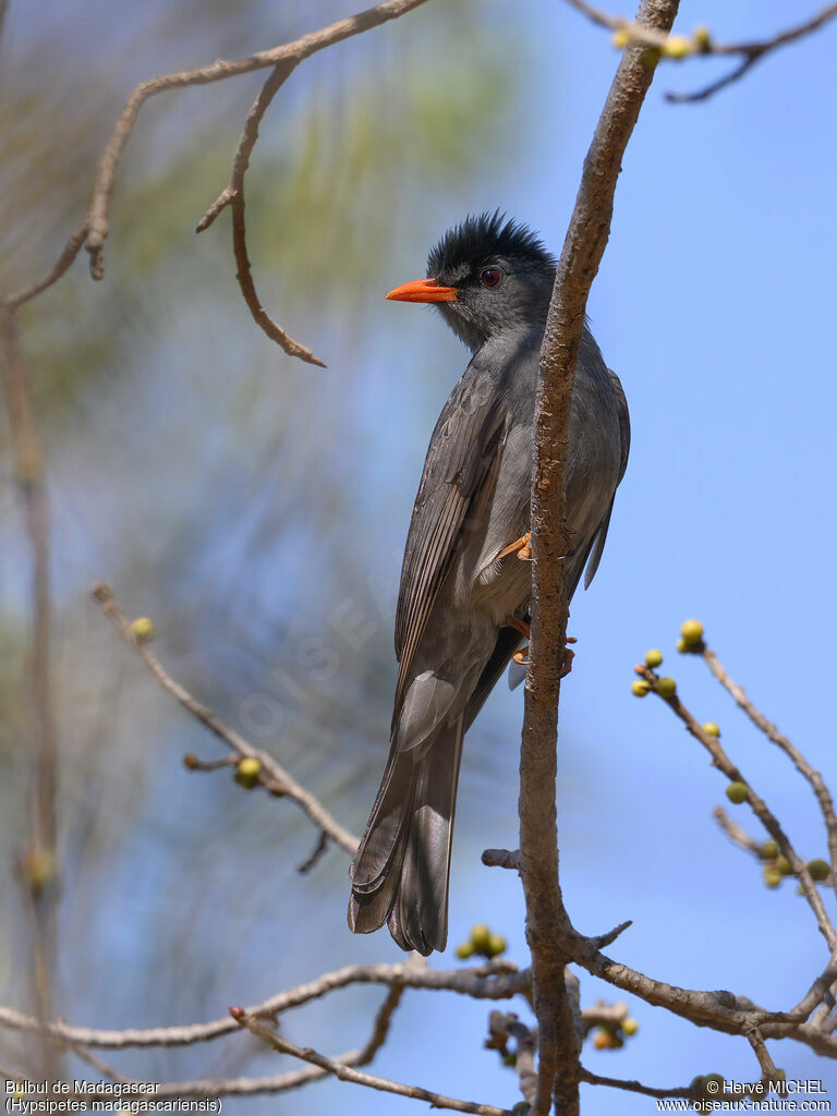 Malagasy Bulbul