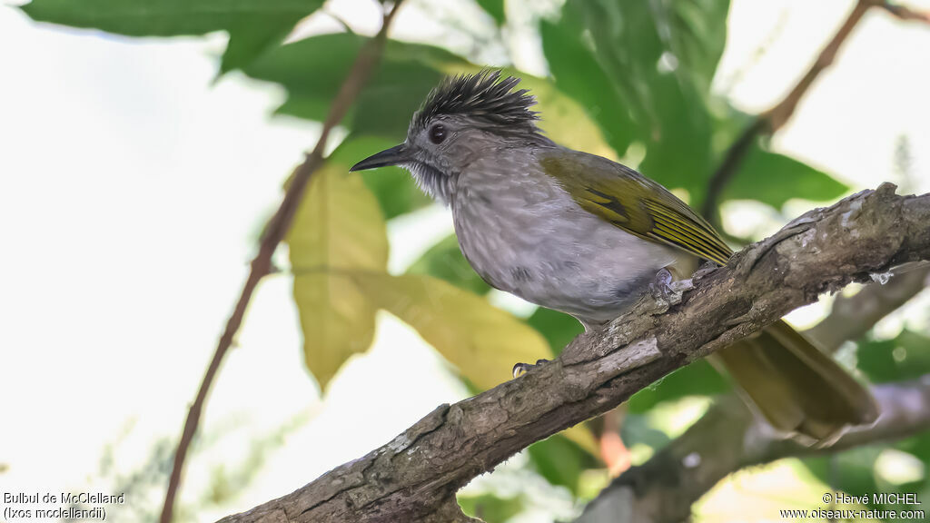 Bulbul de McClelland