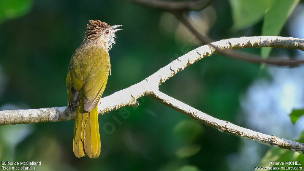 Bulbul de McClelland