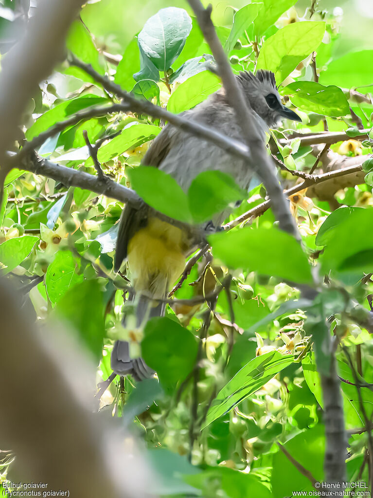 Bulbul goiavier