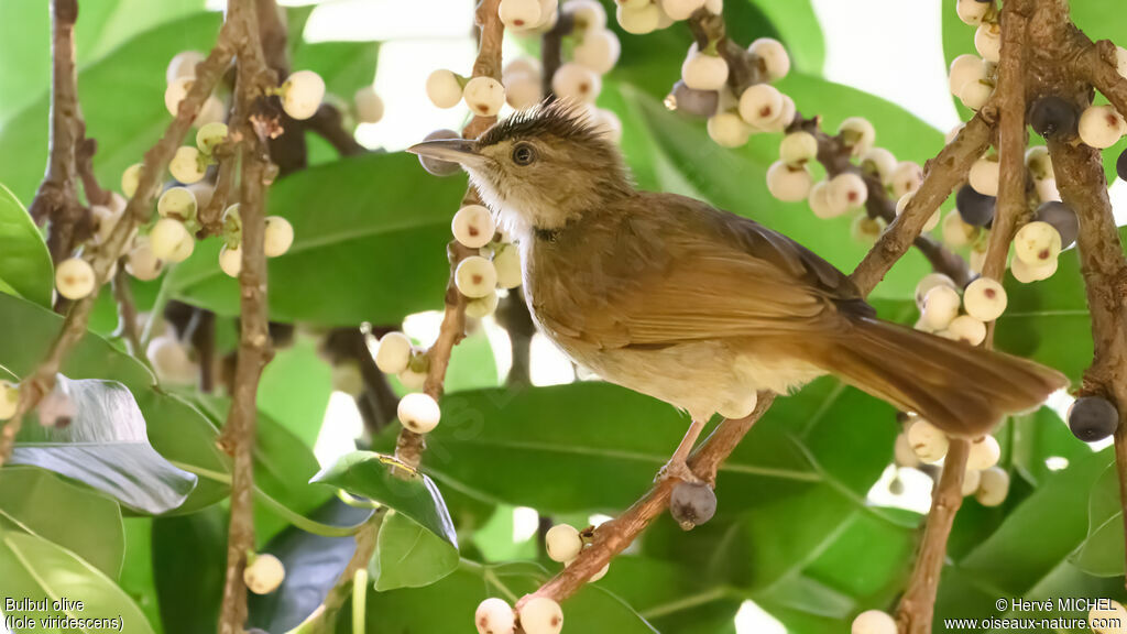 Bulbul olive
