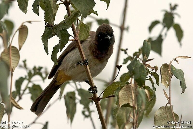 Dark-capped Bulbuladult