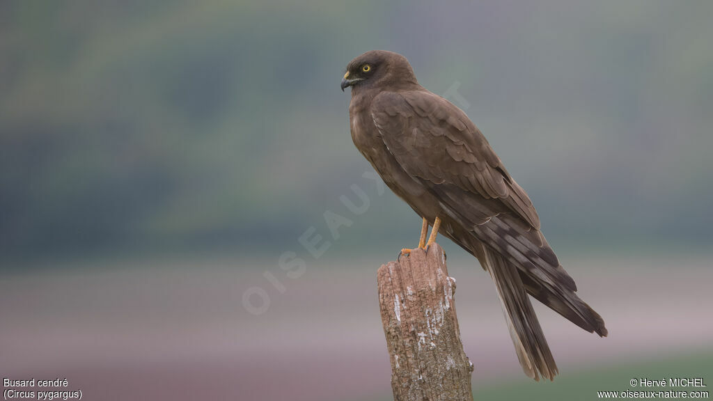 Montagu's Harrier