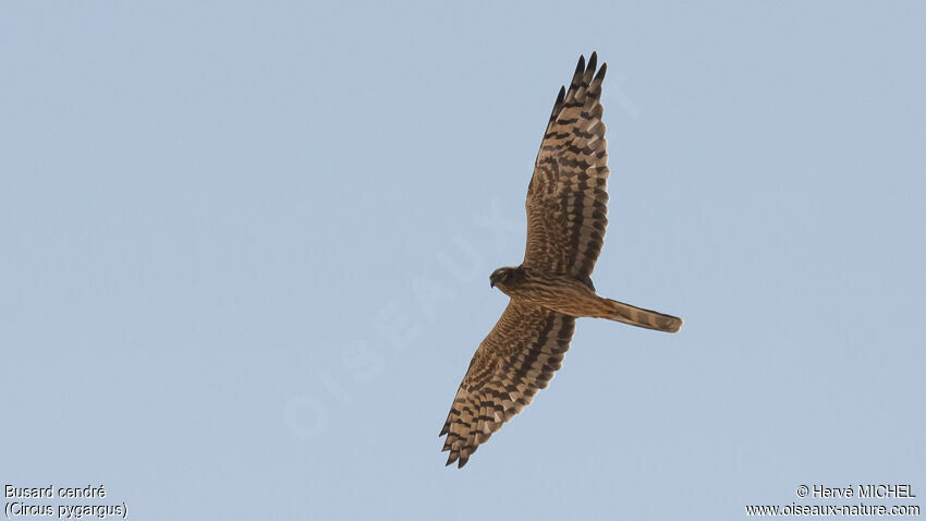 Montagu's Harrier female adult