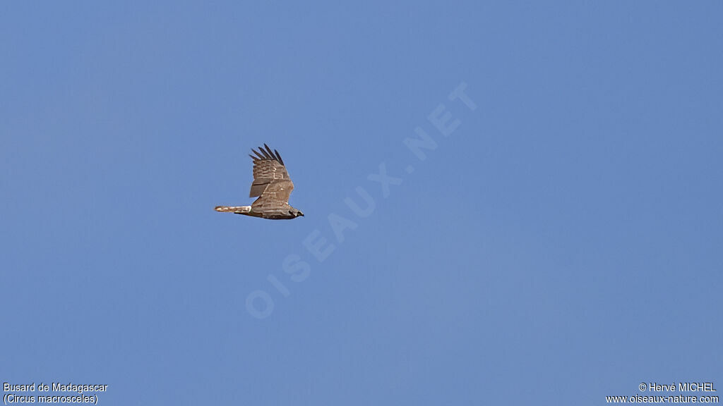 Malagasy Harrier female adult