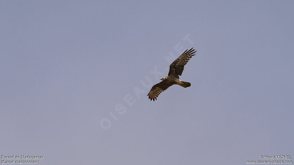 Malagasy Harrier female adult