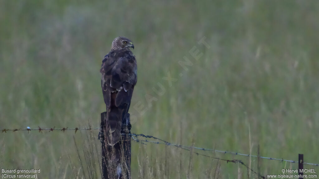 Busard grenouillard