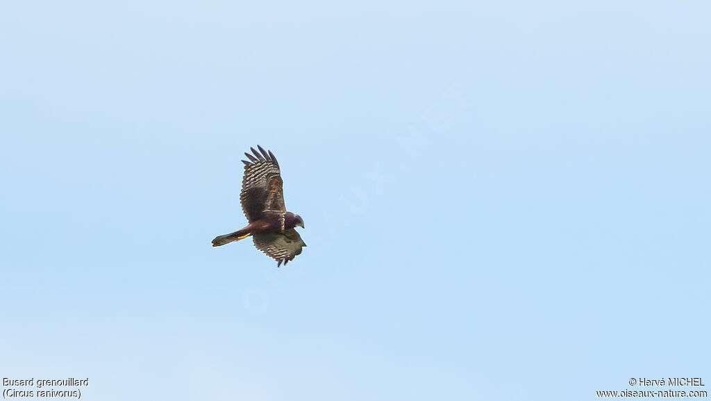 Busard grenouillardimmature