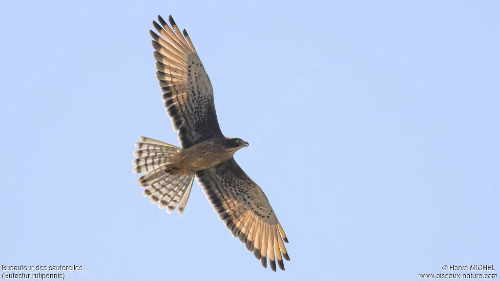 Grasshopper Buzzard