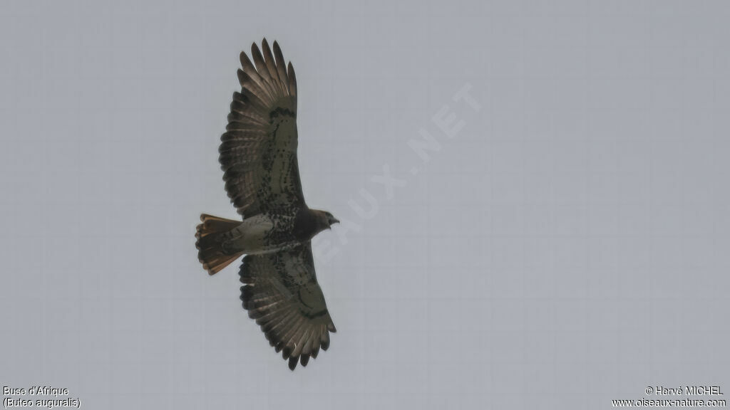 Red-necked Buzzard