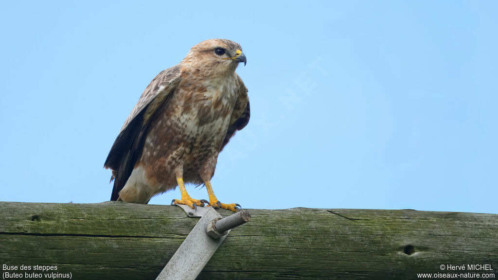 Buse des steppes - Buse de Russie<br />