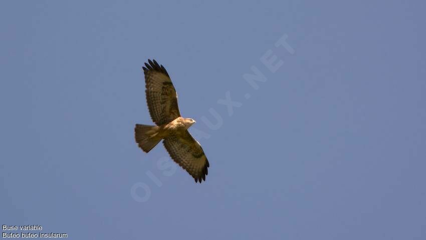 Buse variable