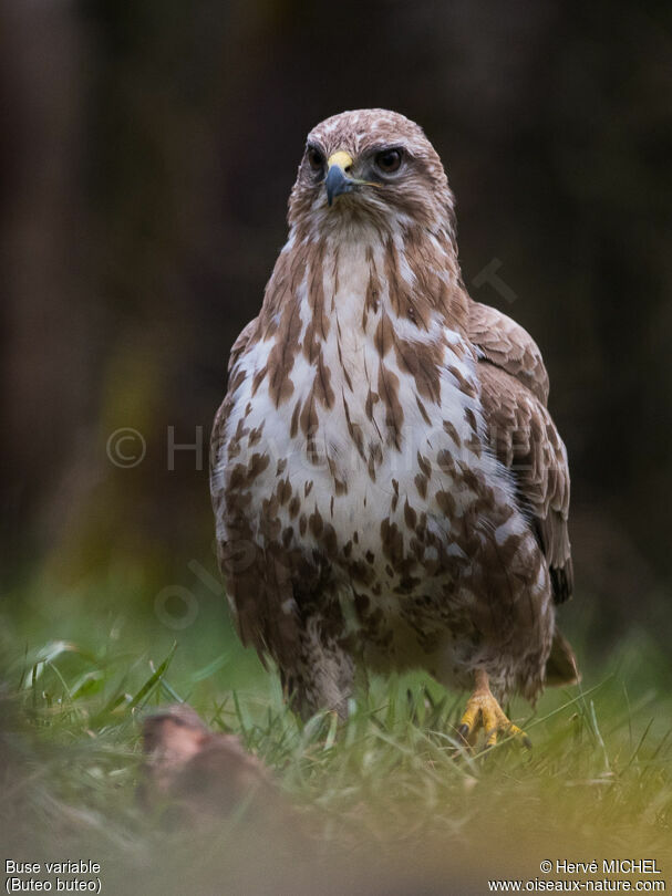 Buse variable