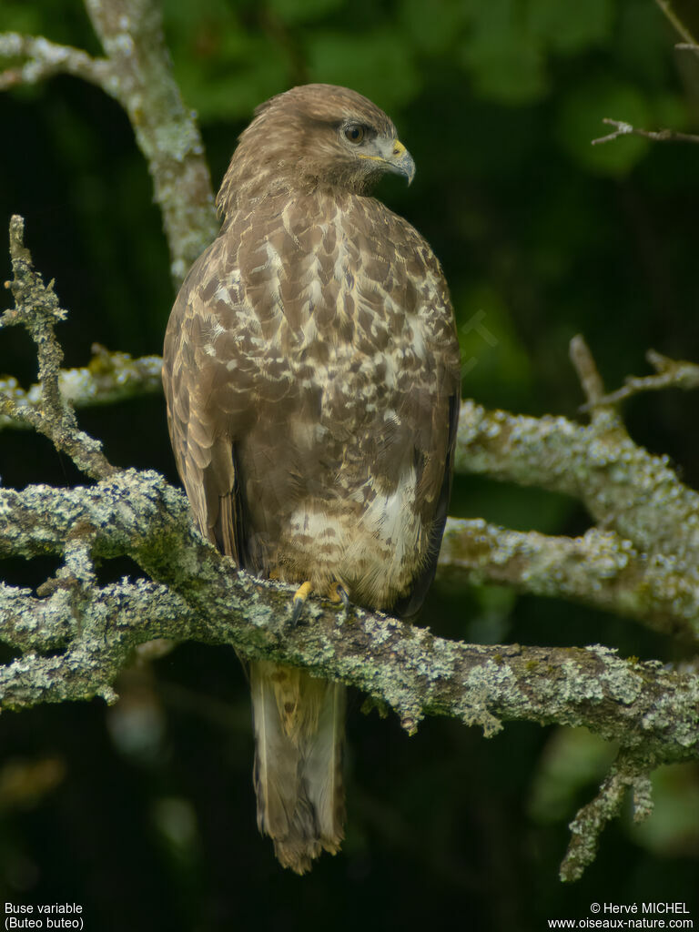 Buse variable