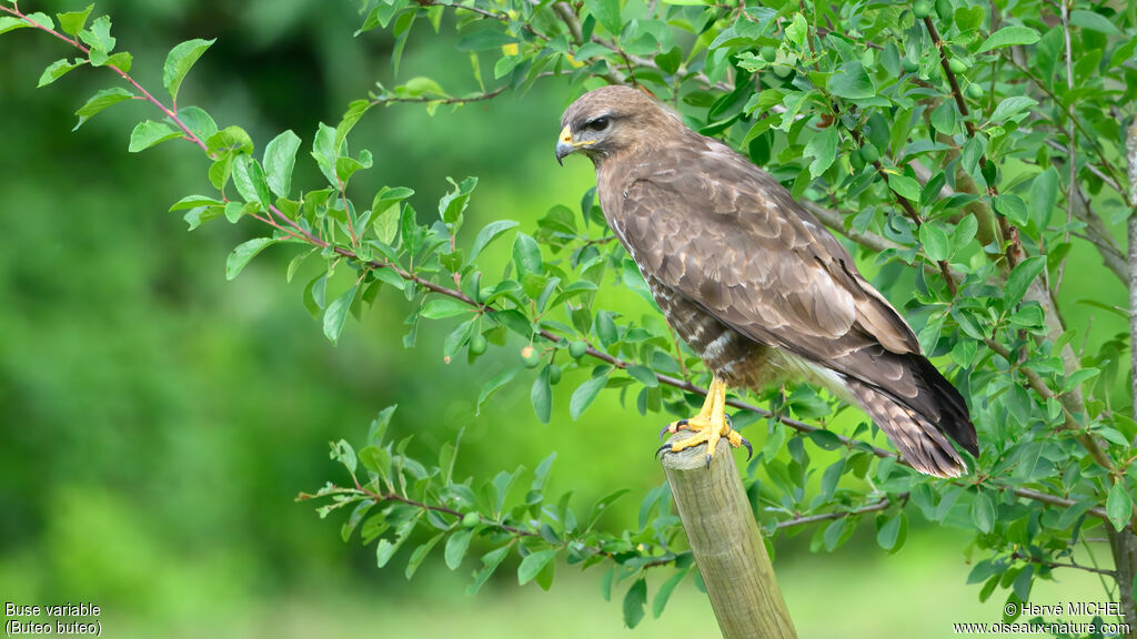 Common Buzzard