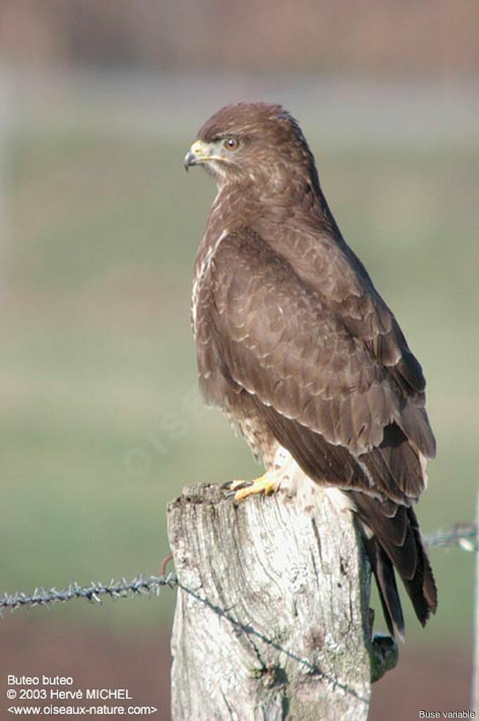 Buse variable