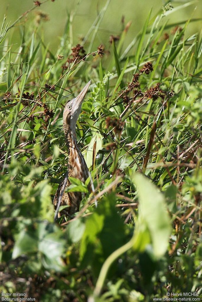 Pinnated Bittern