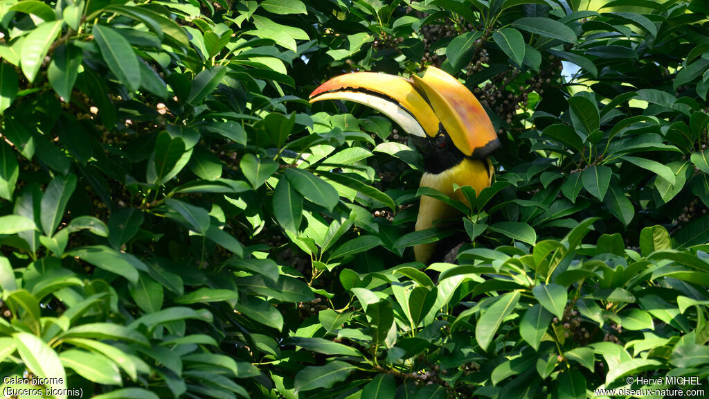 Calao bicorne mâle adulte