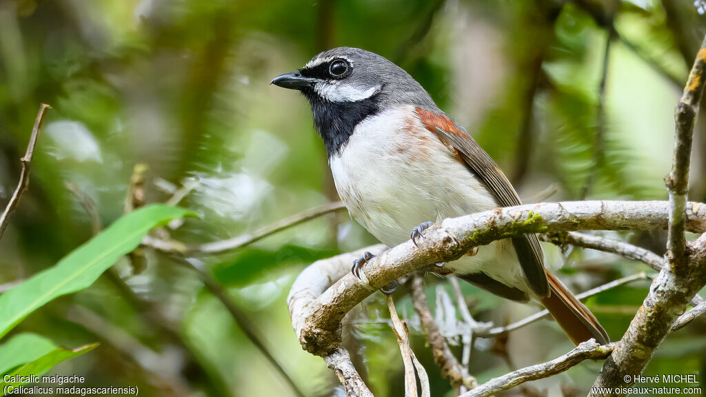 Calicalic malgache