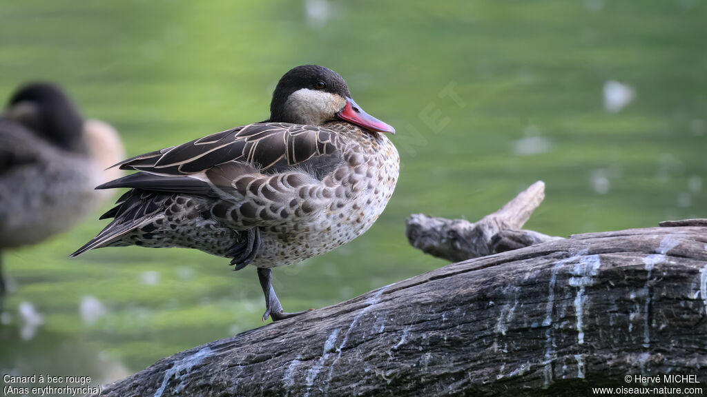 Canard à bec rouge