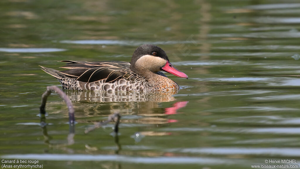 Red-billed Teal