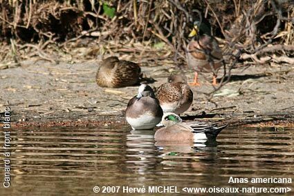 Canard à front blancadulte