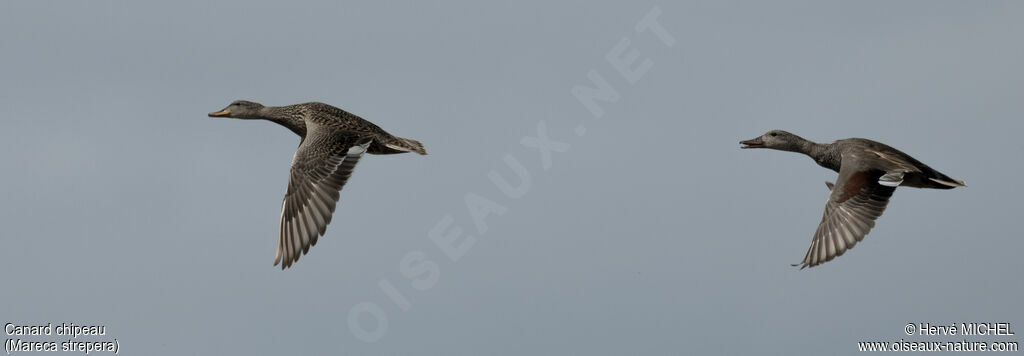 Canard chipeauadulte nuptial