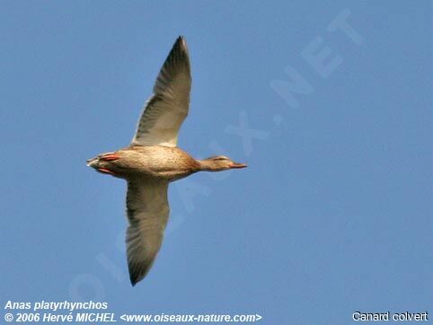 Canard colvert femelle adulte