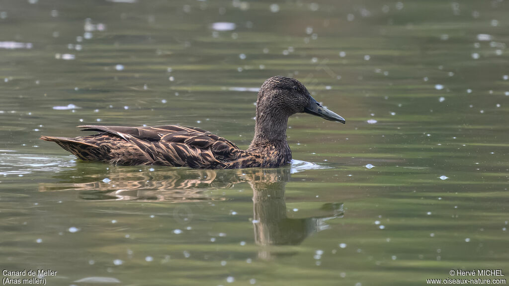 Meller's Duck