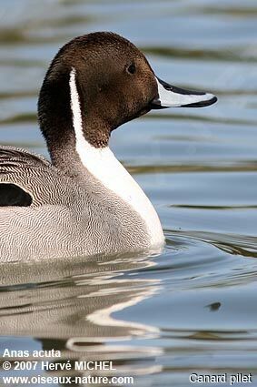Canard pilet mâle adulte nuptial