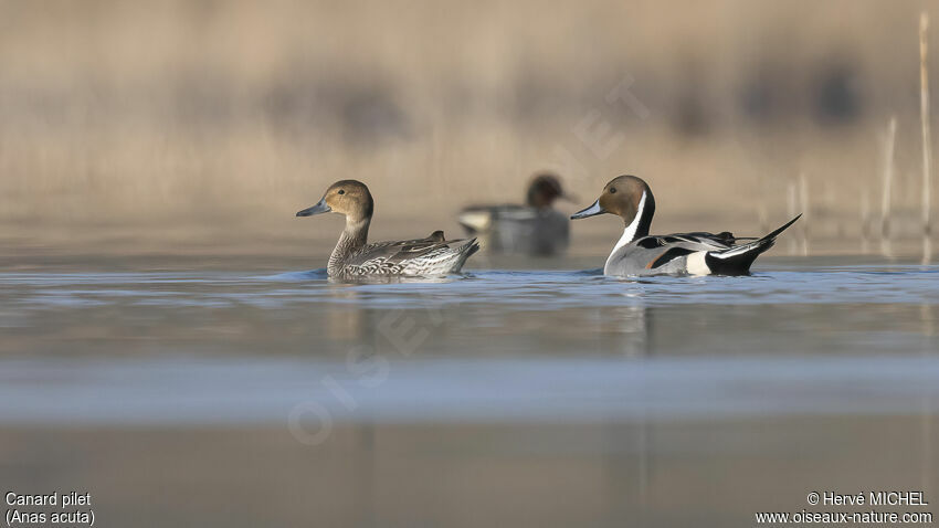 Canard piletadulte