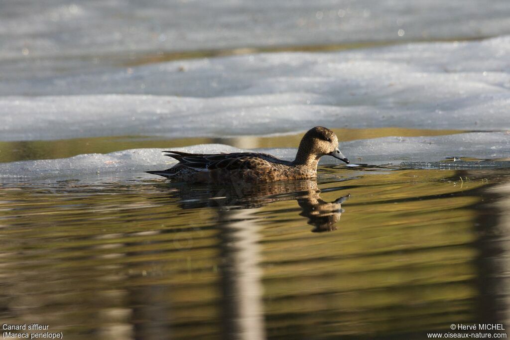 Canard siffleur