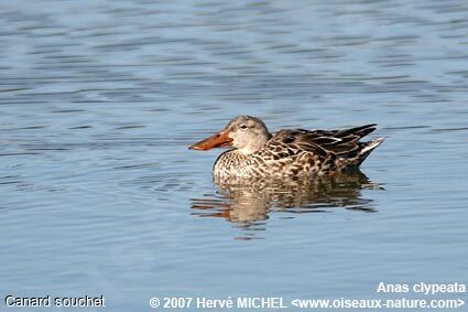 Canard souchet femelle adulte nuptial