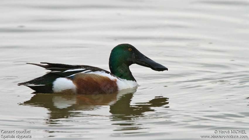 Canard souchet mâle adulte nuptial