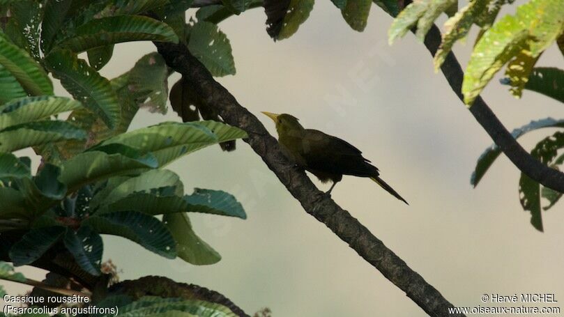 Russet-backed Oropendola