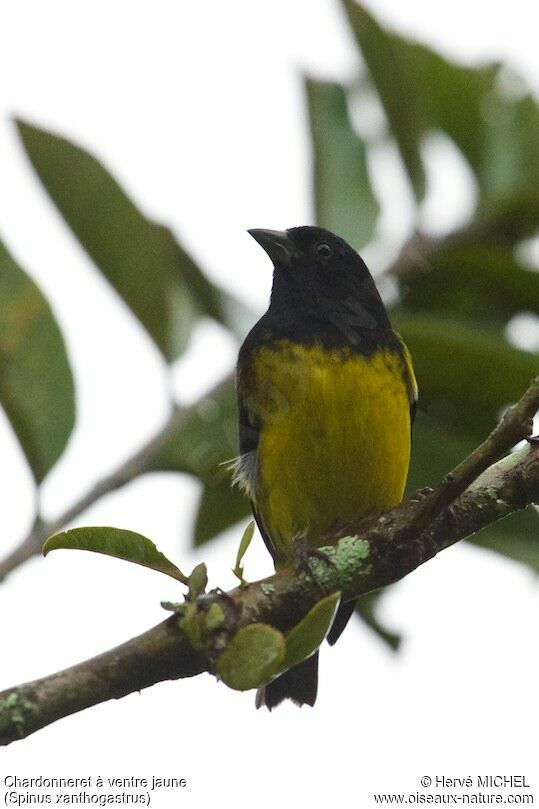 Yellow-bellied Siskin