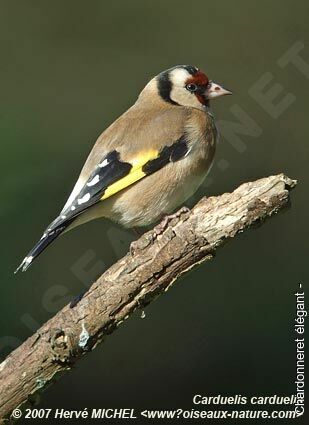 Chardonneret élégantadulte