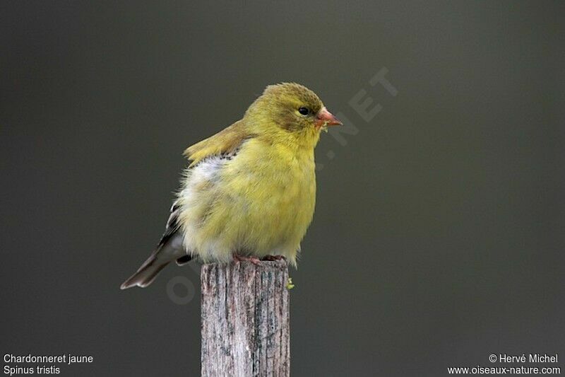 American Goldfinch female adult breeding