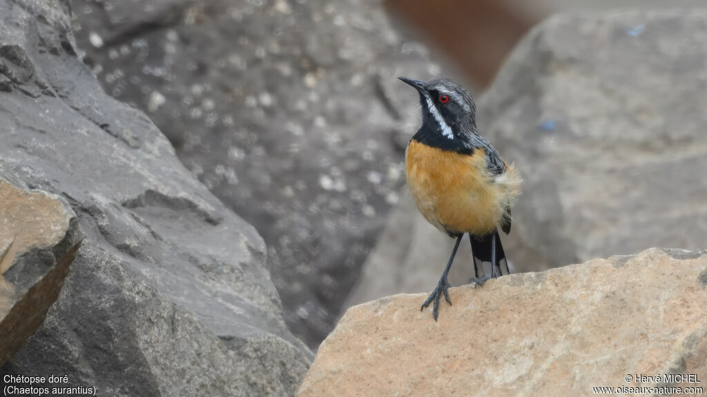Drakensberg Rockjumper male adult breeding