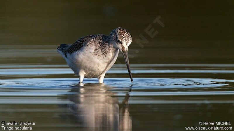 Common Greenshank, identification