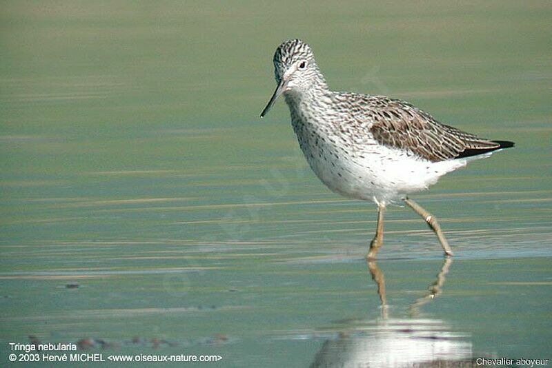Common Greenshank